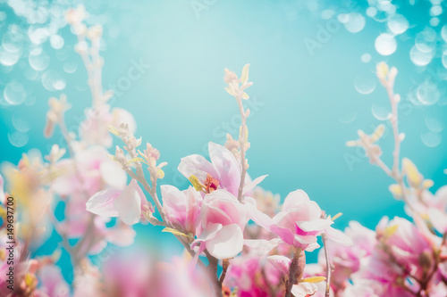 Plakat Piękny różowy okwitnięcie magnolia z słońce połyskiem i bokeh przy turkusowym nieba tłem, frontowy widok, kwiecista granica
