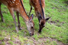 two young deers eating grass