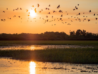 yellow waters at sunset with flocks of birds flying, kakadu national park, australia
