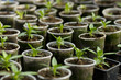 Vegetable seedlings in plastic flower pots from above