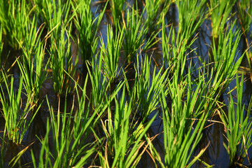 Rice field in india