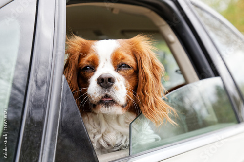 A White Red Haired Dog Looks Out Of An Open Car Window Buy This