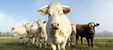 Fototapeta Zwierzęta - cows familly