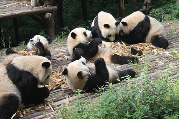 Breakfast time with family pandas