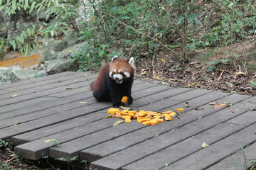 Red panda take lunch 