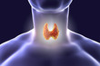 Thyroid gland inside human body. 3D illustration