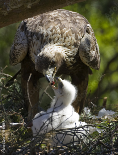 A Golden Eagle Feeds Its Chick In Its Nest In A Marsh Near