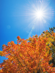 Wall Mural - autumn tree top against sunny blue sky