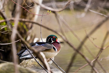 Carolina Wood Duck In A Boreal Forest Quebec, Canada