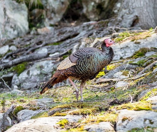 an analysis of the wild turkey the largest game bird in north america The national wild turkey federation america's big six success stories wild turkeys are among the most popular game animals in the world. an analysis of the wild turkey the largest game bird in north america The national wild turkey federation america's big six success stories wild turkeys are among the most popular game animals in the world.