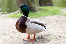 Single Duck Standing Outside Of A Lake