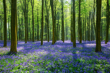 Wall Mural - Bluebells in Wepham Woods