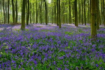 Wall Mural - Bluebells in Wepham Woods