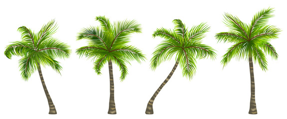 Set Realistic Palm Trees Isolated on White Background