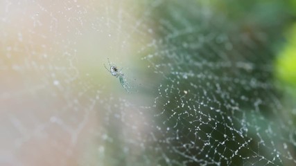 A Spiders Web Wet From The Morning Mist In A Close Up Shot,
