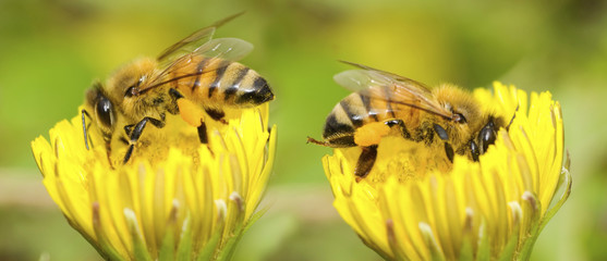 Sticker - Two Bees and dandelion flower