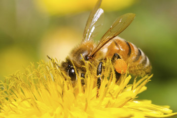 Sticker - Honey bee working hard on dandelion flower