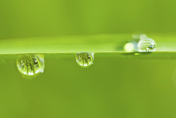 drops on fresh green leaf