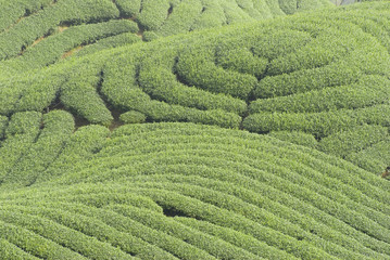 Sticker - Complex landform and tea trees