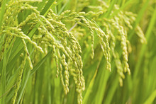 Paddy Rice Harvest