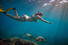 A Girl Snorkeling Over Coral Reef Full Of Ocean Underwater Life. Freediver Watching Sea Turtles In Natural Habitat.
