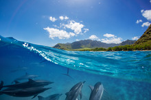 Pod Of Dolphins Traveling Along Shoreline In Blue Ocean Water. Split Half-water Seascape With Green Mountains On Background