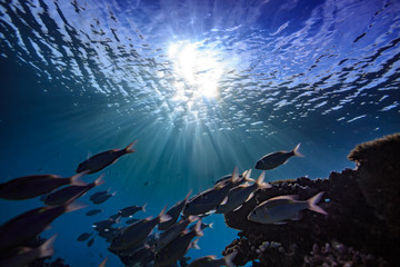 Wall Mural - underwater background with focus on water surface