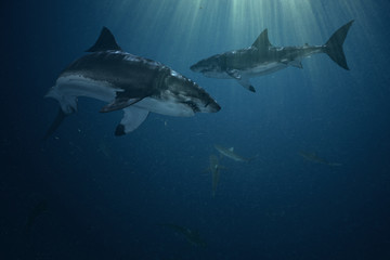 Wall Mural - Sharks in the ocean underwater background