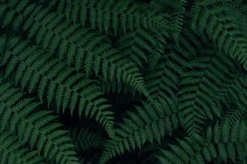  Real tropical leaves background, jungle foliage
