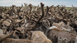 A herd of reindeer, closely standing in the paddock. The Yamal Peninsula. Summer.