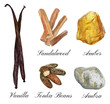 Set of watercolor illustrations of basic perfume notes: vanilla, tonka beans, ambra, sandalwood