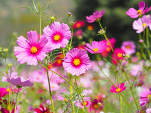 Pink Cosmos Blooming In The Park