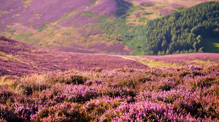violet heather flowering meadow.