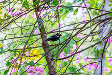 Bird In Garden