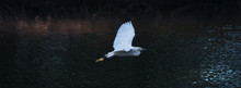 White Little Egret Fly Over Pool