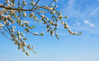 © Swetlana Wall - Apple tree branch isolated on blue sky background.