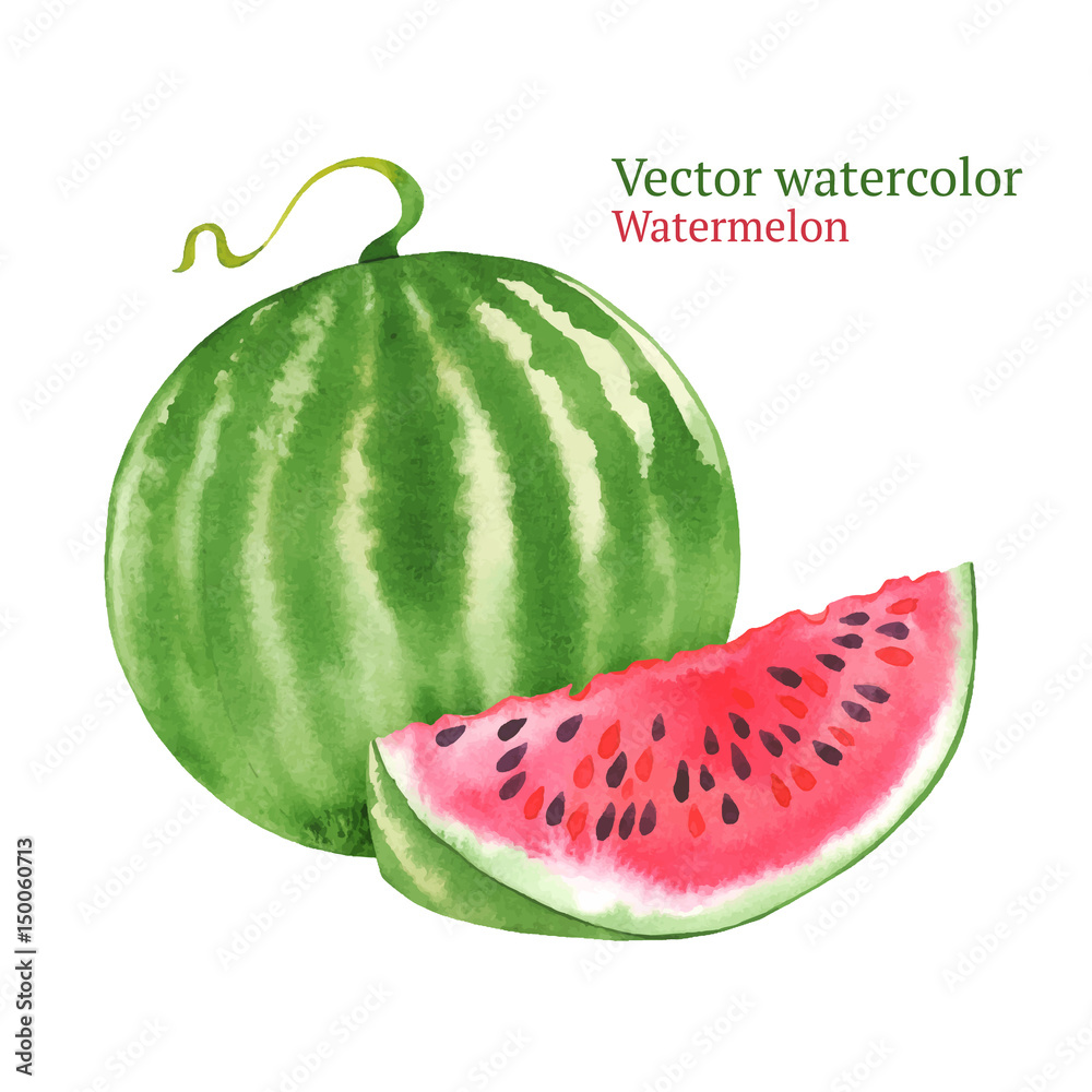 Waterlon Vector Watercolor vector watermelon Stock Vector | Adobe Stock
