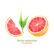 Watercolor vector grapefruit