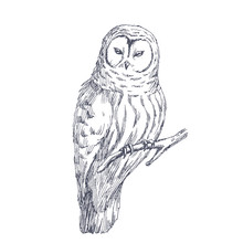 Owl Sketch. Vector Biological Hand Drawn Illustration Of Wild Bird Isolated On White.