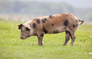 Wall Mural - Pig standing on meadow