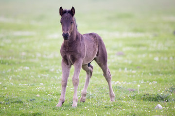 Poster - Foal standing on meadow