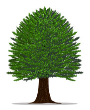 Tree Vector By Hand Drawing.Yew Tree On White Background.