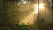 Time lapse footage of warm rays of sunlight shining through the trees in a foggy forest
