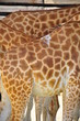 girafe mêlées