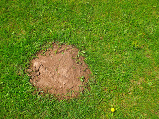 Heap the soil among green grass