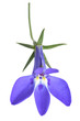 blue lobelia flower
