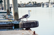 One Seagull Standing On Pier In Oxnard Harbor With Boats
