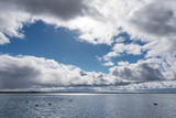 Fototapeta Morze - Lake, clouds and swans.