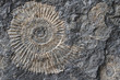 ammonites fossil texture