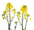 Flower of a rapeseed, Brassica napus, isolated on white background.